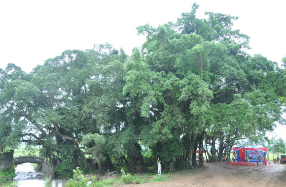 30[-]NĂM[-]VACNE:[-]Vinh[-]danh[-]Cây[-]Di[-]sản[-]Việt[-]Nam[-]tại[-]Hà[-]Nội,[-]Thừa[-]Thiên[-]-[-]Huế,[-]Hải[-]Dương,[-]Hải[-]Phòng,[-]Cao[-]Bằng,[-]Phú[-]Thọ,[-]Hòa[-]Bình,[-]Bắc[-]Ninh,[-]Vĩnh[-]Phúc,[-]Nghệ[-]An[-]
